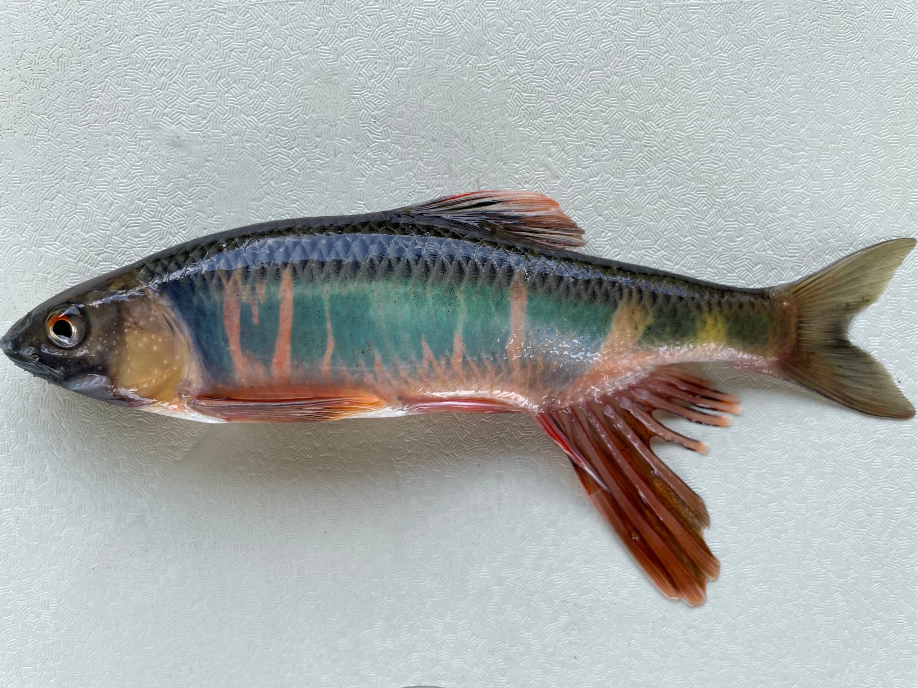 オイカワのオスの写真